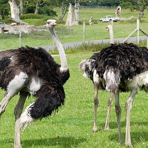 Ostrich
