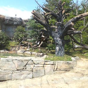 Asia Quest- Part of the Outdoor Malayan Sun Bear exhibit