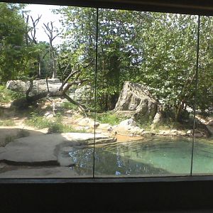 Asia Quest- Part of the Amur Tiger exhibit