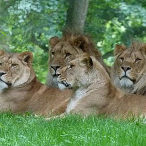 Lions