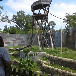 Voyage to Australia and the Islands- Part of the Sumatran Orangutan exhibit