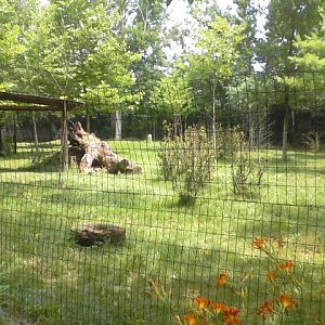 African Forest- First Okapi exhibit