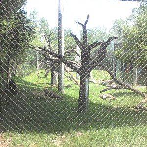 African Forest- Outdoor Mandrill exhibit