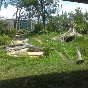African Forest- Bonobo exhibit