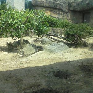 African Forest- Red River Hog exhibit