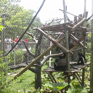 African Forest- Angolan Colobus exhibit