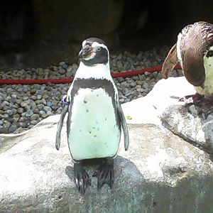 Humboldt Penguins