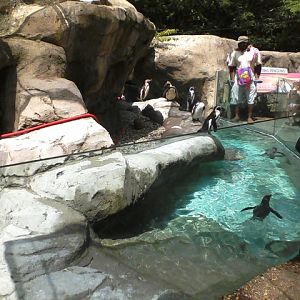 Shores- Half of the Humboldt Penguin exhibit