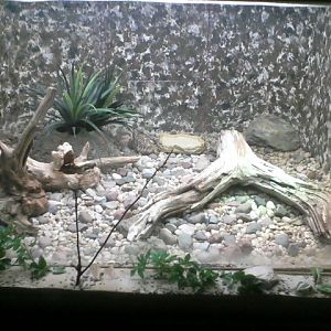 Reptile House- Indian Star Tortoise exhibit