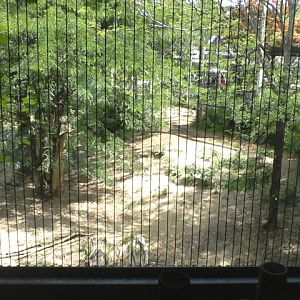 Asia Quest- First African Lion exhibit