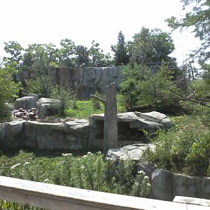 Asia Quest- Amur Tiger exhibit