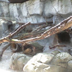 Asia Quest- Pallas' Cat exhibit