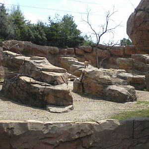 Asia Quest- Markhor exhibit