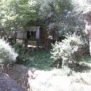 Asia Quest- Red Panda exhibit