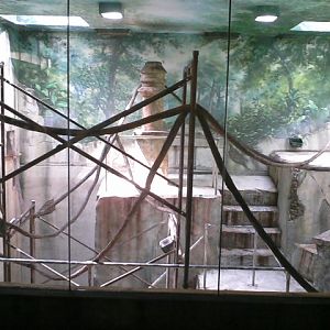 Asia Quest- First Indoor Silvery Langur exhibit