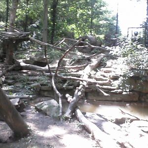 North America- Wolverine exhibit