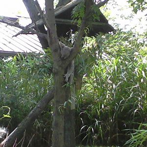 Voyage to Australia and the Islands- Queensland Koala