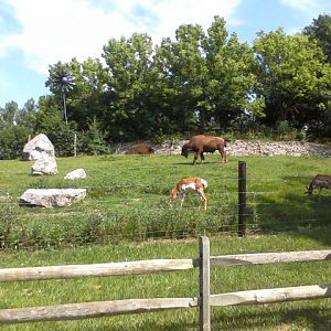 North America- Part of the American Bison and Pronghorn yard