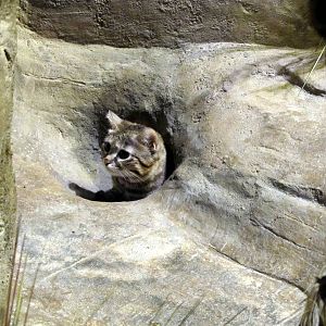 Black-footed Cat