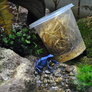 Blue Poison Dart Frog