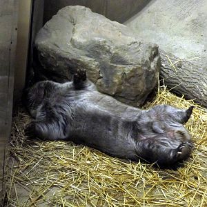 Southern Hairy-nosed Wombat