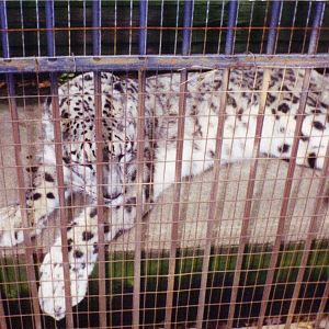Snow Leopard