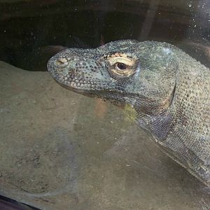 Komodo Dragon