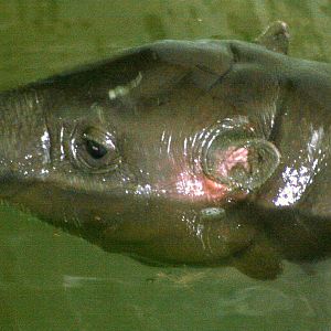 Young pygmy hippo; Whipsnade; 16th July 2011