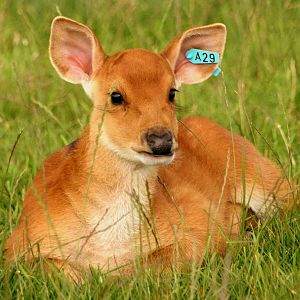 Young barasingha (A29); Whipsnade; 16th July 2011