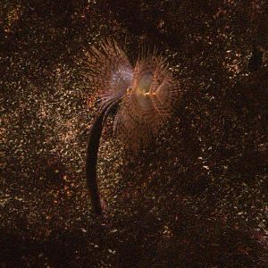 Tube Worm at Barcelona Aquarium, 31/05/11