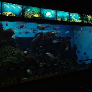 Bass Display at Barcelona Aquarium, 31/05/11