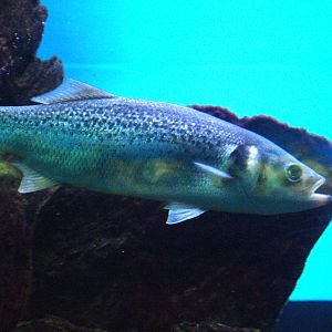 Spotted Sea Bass at Barcelona Aquarium, 31/05/11