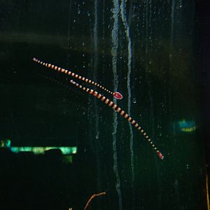 Banded Pipefish at Barcelona Aquarium, 31/05/11