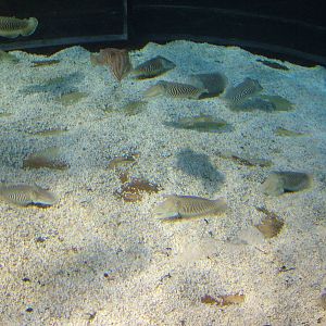 Cuttlefish Exhibit at Barcelona Aquarium, 31/05/11