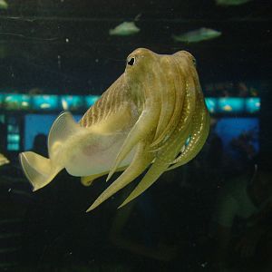 Cuttlefish at Barcelona Aquarium, 31/05/11