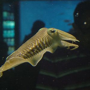 Cuttlefish at Barcelona Aquarium, 31/05/11