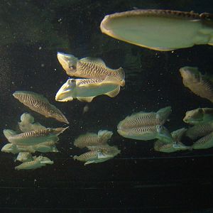 Cuttlefish Exhibit at Barcelona Aquarium, 31/05/11