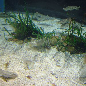 Cuttlefish Exhibit at Barcelona Aquarium, 31/05/11