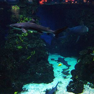 Tropical Shark Tank at Barcelona Aquarium, 31/05/11