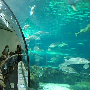 Half-tunnel at Barcelona Aquarium, 31/05/11