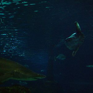 Main Tank at Barcelona Aquarium, 31/05/11