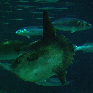 Ocean Sunfish at Barcelona Aquarium, 31/05/11