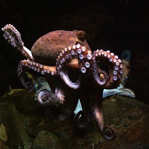 Common Octopus at Barcelona Aquarium, 31/05/11