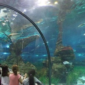 Shark Tunnel at Barcelona Aquarium, 31/05/11