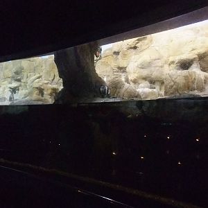 Penguin Exhibit at Barcelona Aquarium, 31/05/11