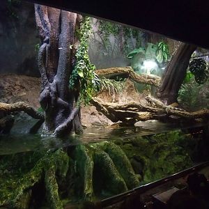 Green Iguana Exhibit at Barcelona Aquarium, 31/05/11