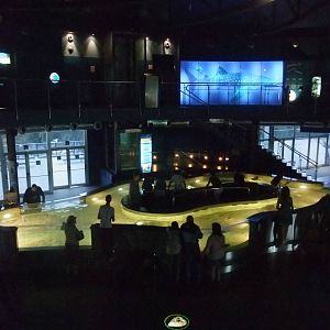 Ray Tank at Barcelona Aquarium, 31/05/11