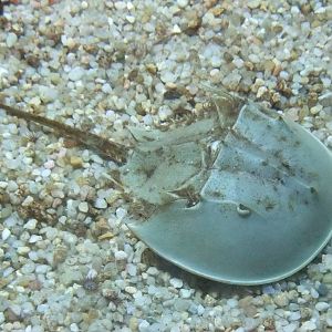Horseshoe Crab at Barcelona Aquarium, 31/05/11