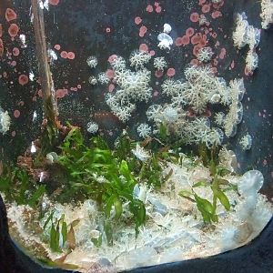 Upside-down Jellyfish Exhibit at Barcelona Aquarium, 31/05/11