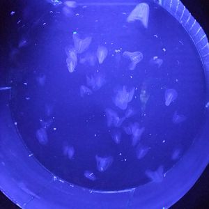 Warty Comb Jelly (Ctenophore) Exhibit at Barcelona Aquarium, 31/05/11